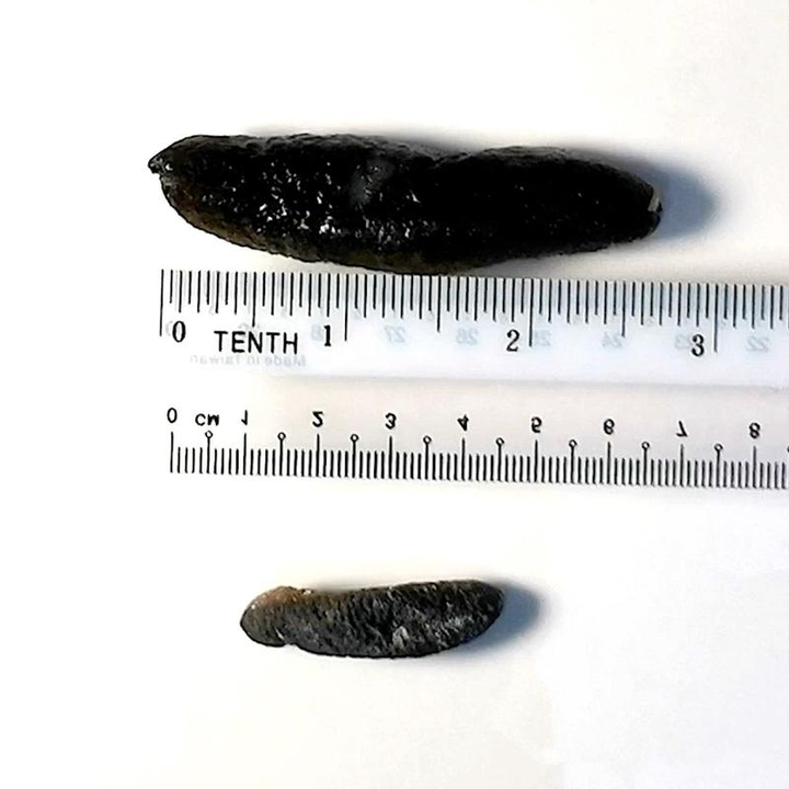 Australian Small Sea Cucumber 100G